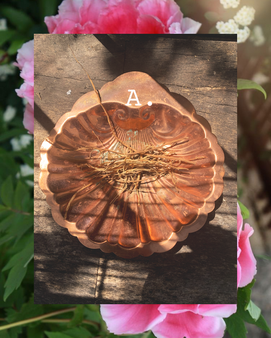 Fresh Harvested Orris Root